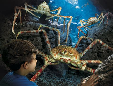 Hunstanton Sea Life Centre - AttractionTix