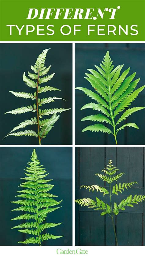 Different Types of Ferns | Types of ferns, Ferns garden, Front flower beds