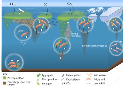 How Antarctic krill fertilise the oceans and even store carbon – all ...