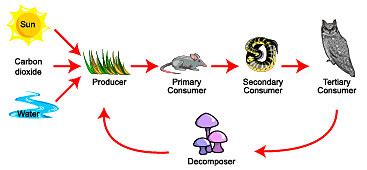 Biodiversity - Info - Ollie Saves the Planet, USA