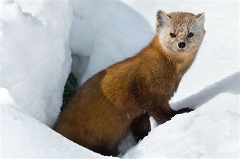 What Animals Live In The Taiga? - WorldAtlas