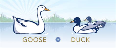 "Goose Down vs. Duck Down: What’s Different? | Down \u0026 Feather Co."