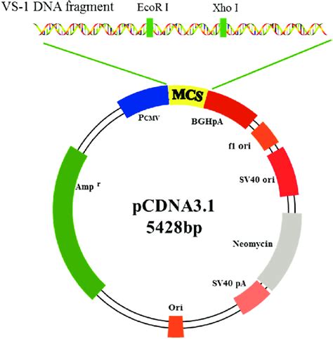 Schematic diagram for structure of pCDNA3.1-VS-1 NP. | Download Scientific Diagram