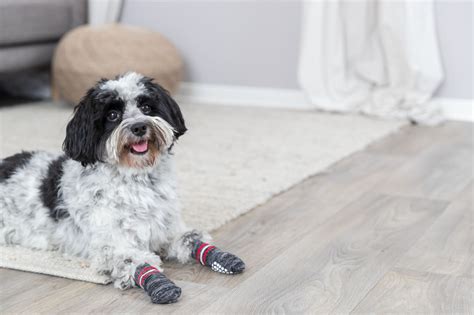 Trixie Injured Dog Socks Non Slip Socks Heal Wounded Paw Dog Boot Care ...