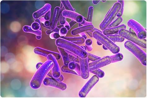 What is Shigellosis: Symptoms, Treatment and Prevention | KnowInsiders