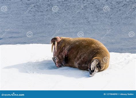 Walrus on ice stock photo. Image of mammal, polar, island - 127984890