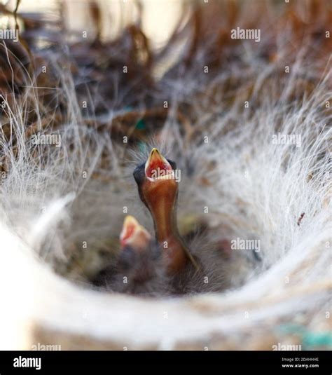 nest with birds inside Stock Photo - Alamy