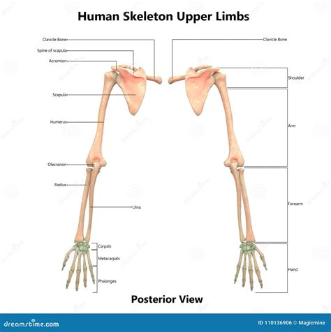 Upper Limbs Bone Joints Of Human Skeleton System Anatomy 3d Rendering ...