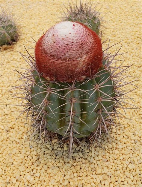 Cactus Plant in Flowering Season for Garden Decoration Stock Image ...