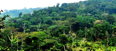 CONGO BASIN RAINFOREST PROJECT — Democratic Republic of the Congo