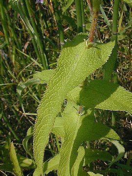 Boneset facts and health benefits