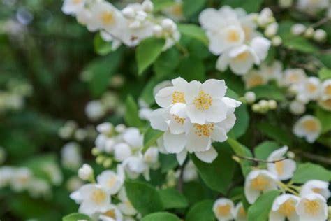 18 Beautiful Mock Orange Varieties (Philadelphus) - Petal Republic