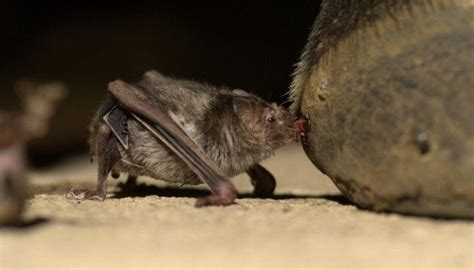 The Common Vampire Bat can consume half its body weight in one feeding ...