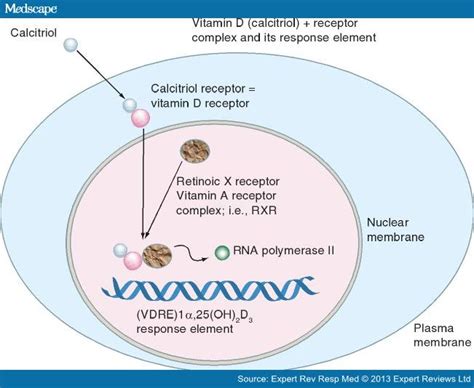 Pharmacological Action of Steroid Hormones | Leaders in Pharmaceutical Business Intelligence ...