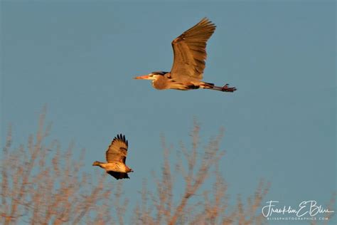 Raptor Dive Bombing Heron - Bliss Photographics Animals