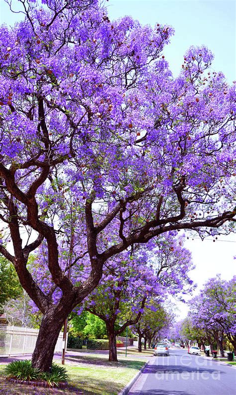 Beautiful purple flower Jacaranda tree lined street in full bloom. #1 Photograph by Milleflore ...