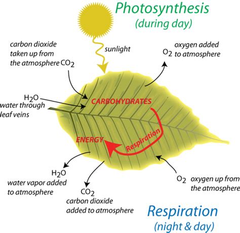 Photosynthesis | EARTH 103: Earth in the Future