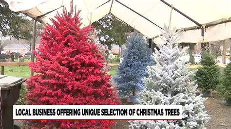 Farm in Agawam selling unique Christmas trees - YouTube