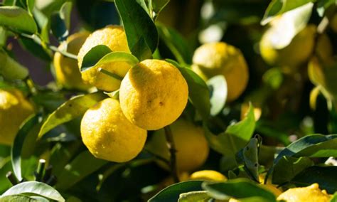 What Is a Citron? The Ancient Fruit You Should Be Eating Now