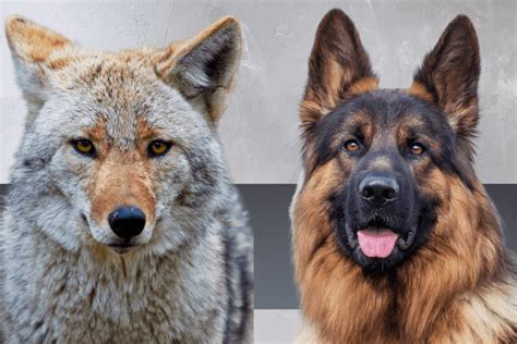 German Shepherd Coyote Mix: Be Careful With This Breed! - BSS news