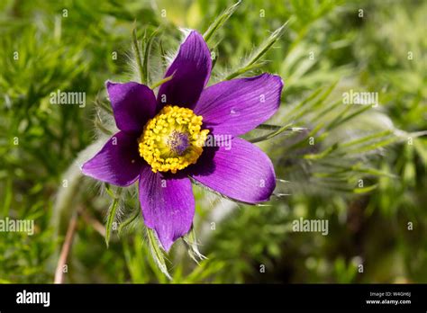 Common pasque flower Stock Photo - Alamy