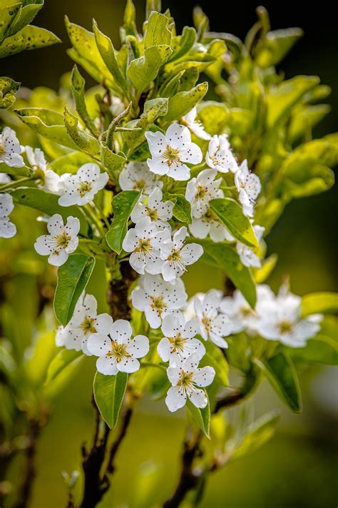 Flores De Primavera Naturaleza - Foto gratis en Pixabay - Pixabay