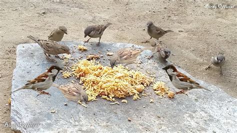 Feeding The Birds - House Sparrows Feeding On Rice - YouTube