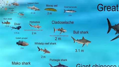 Fish size comparison updated - YouTube