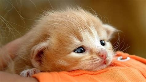 Dimensions: 1366 x 768. Cute Kittens, Cats And Kittens, Baby Kitty, Sleepy Kitty, Kitty Kitty ...