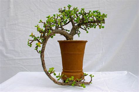 Types of Portulacaria afra (Elephant Food): Details, Photos (Labelled!) & Varieties | Debra Lee ...