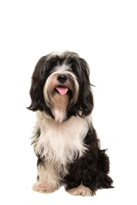 Tibetan Terrier: Character & Ownership - Dog Breed Pictures - dogbible