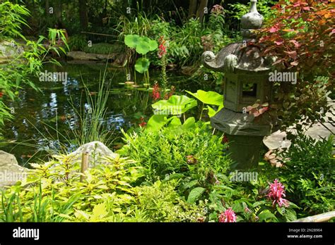 Pond at the UNC Charlotte Botanical Gardens, NC, USA Stock Photo - Alamy