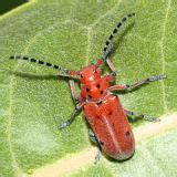 Longhorned Beetles - Cerambycidae Photo Gallery by Tom Murray at pbase.com