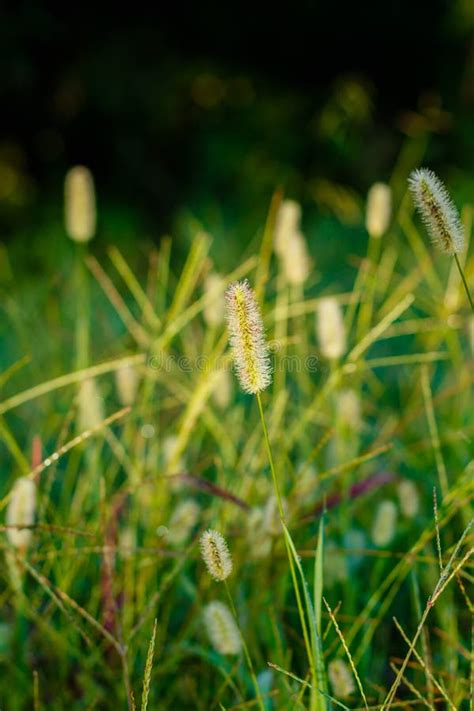 Grass Seed Head stock image. Image of grass, environment - 100348567