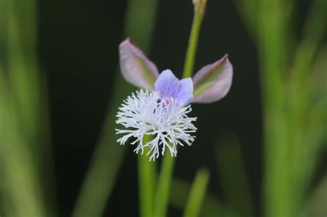 AcuIntegra » Spotlight on Science: Polygala Tenuifolia Increases BDNF ...