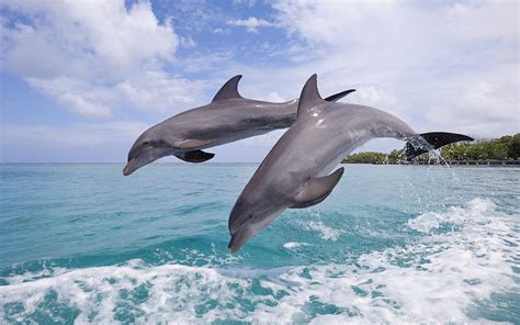 Download Free Wallpapers - For Your Desktop, Tablet, Or Smartphone | Common bottlenose dolphin ...