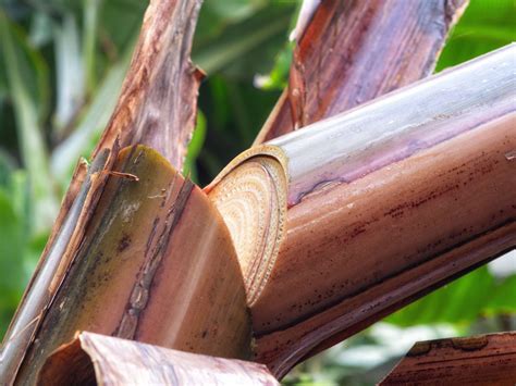 Planting In Old Banana Trees: Vegetables Growing In Banana Trunks