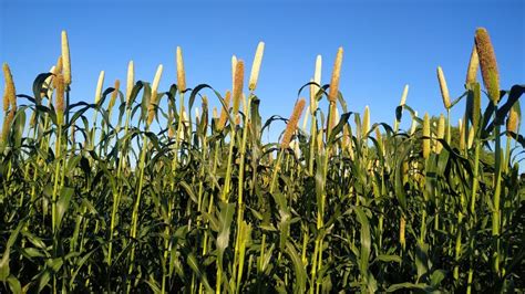 Millet Crop Plant in the Village of Maharashtra,India.(Selective Focus ...