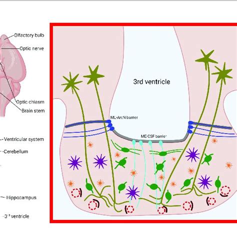 | Location, structure and cell types of the murine median eminence... | Download Scientific Diagram