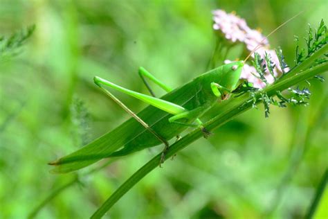 Grasshopper Control: How To Stop Grasshoppers From Eating My Plants