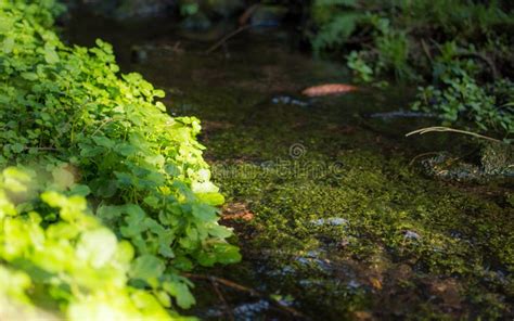 Clean Healthy Flowing Water in the River. Stock Photo - Image of healthy, mountain: 132566246