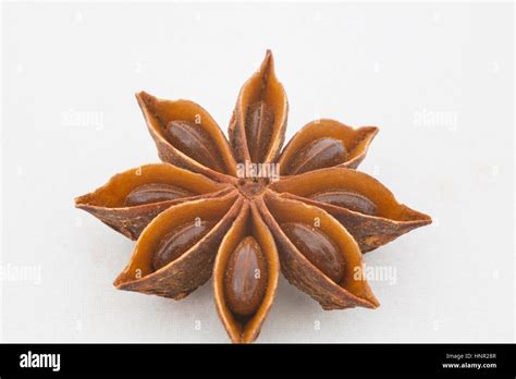 Star Anise Plant