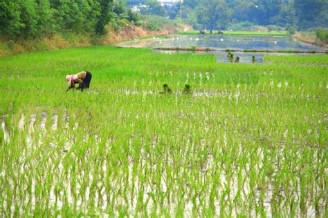 Planting rice seedlings stock image. Image of paddy, rice - 26860239