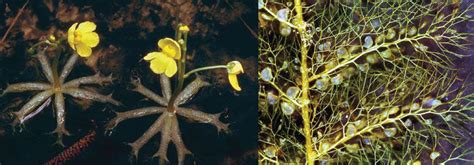 Bladderwort Aquatic Plant | The Pond Shop – The Pond Shop®