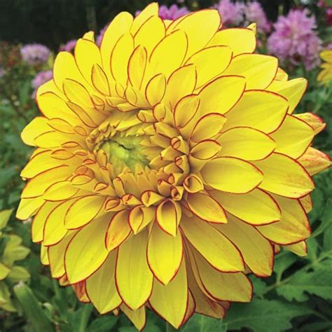 Colorful Decorative Dahlia Lake Ontario | K. van Bourgondien