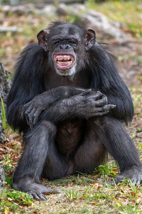 Vertical Shot of a Laughing Chimpanzee while Seated on the Forest Floor Stock Photo - Image of ...