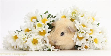 Cute baby Guinea pig hiding in a bunch of daisy flowers photo WP39150