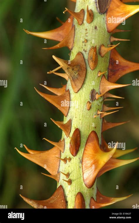 Prickly stem full thorns of Sweet briar Stock Photo - Alamy