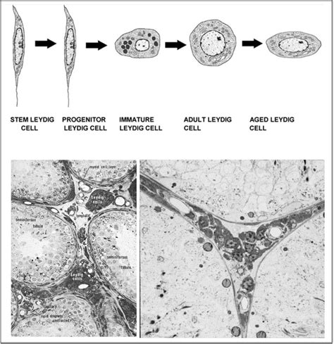 Leydig cells and seminiferous tubules. Above: Diagram of the ...