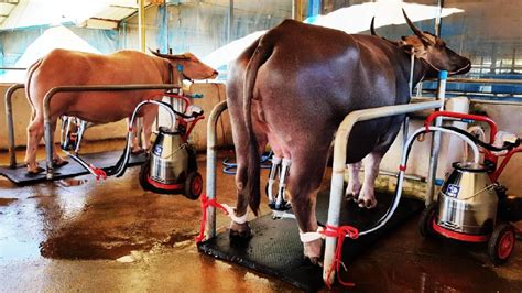 Millions $$ Water Buffalo Farming - Buffalo Milk Harvest technology ...